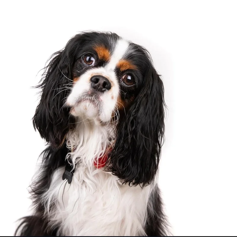 Dog portrait photography Atlantic City