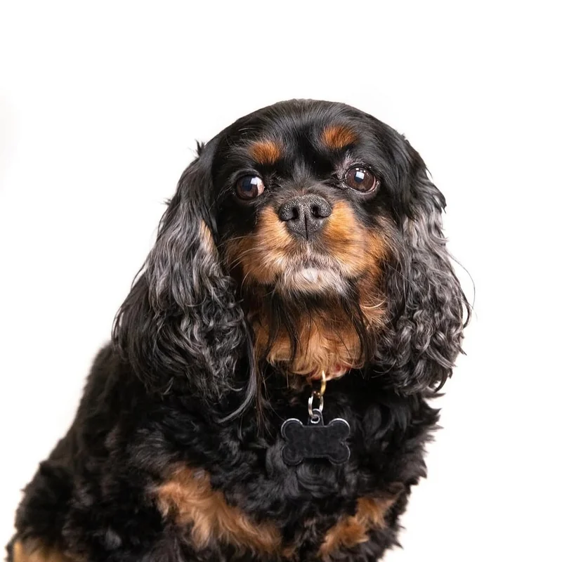 Pet photography Atlantic City