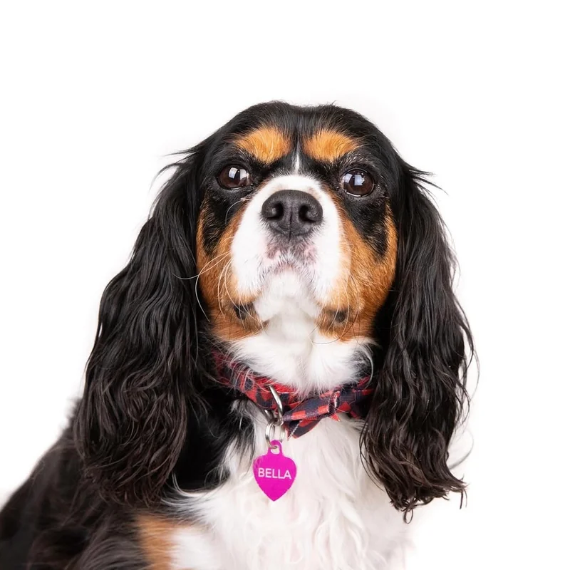 Professional dog portraits