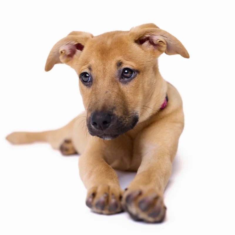 Pet photographer Atlantic City