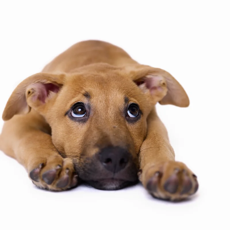 Dog photography studio